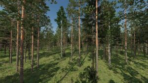 Karhuvaara Tree Pack (Prefab) v1.0 FS22 [Download Now]