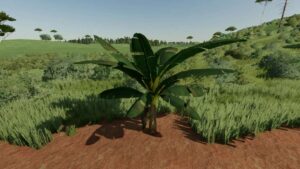 Banana Tree v1.0 FS22 [Download Now]