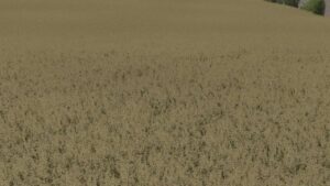 Oat Texture v1.0 FS22 [Download Now]