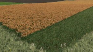 New sorghum texture ready for harvest v1.0 FS22 [Download Now]